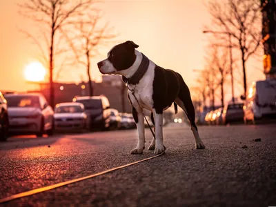 Animaux en ville : Montpellier et Nîmes dans le Top 15, Perpignan à...