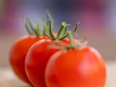 Dossier. Pesticides : que risque-t-on quand les tomates françaises...