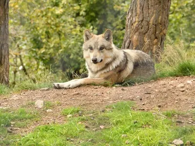 Un agriculteur lozérien jugé pour avoir empoisonné sept loups du...
