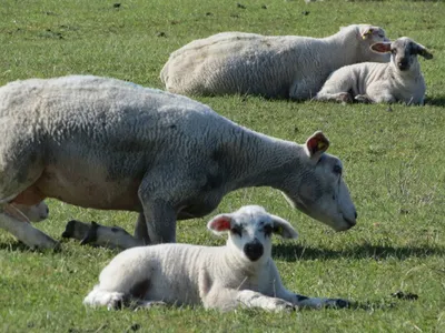 La filière des agneaux de Lozère voit d'un mauvais œil l'accord de...