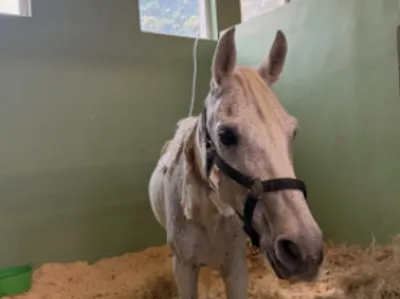 « Plusieurs n’auraient pas survécu » : six chevaux maltraités...