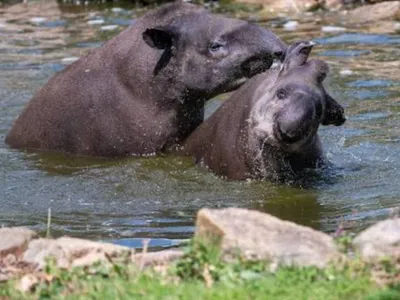  Canicule  :  Comment le parc animalier d'Auvergne  fait-il face ?