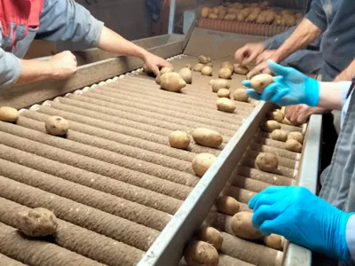 C'est le moment de récolter les pépites de l'Aubrac directement en...