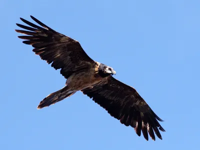 Reproduction des gypaètes barbus : pas d’oisillon, pourquoi c’est...