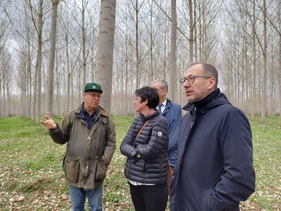 Tarn-et-Garonne : la filière peuplier cherche un nouveau souffle