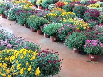 Cantal : les chrysanthèmes sauvés par le soleil