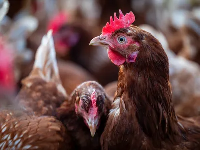 Tarn-et-Garonne : un cas de grippe aviaire détecté dans un élevage...
