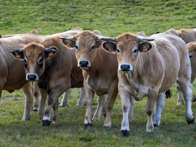 Les Jeunes agriculteurs des zones montagnes réunis en Lozère