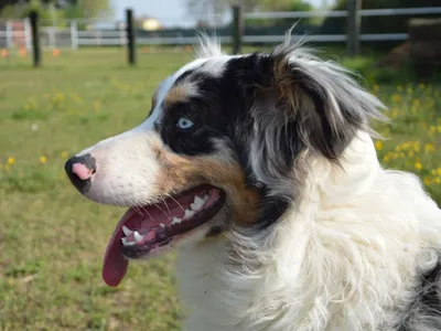 Corrèze : prison ferme pour avoir laissé son chien mourir de faim