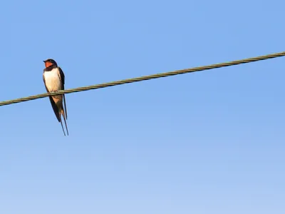 Canicule : la LPO alerte face aux oiseaux en détresse