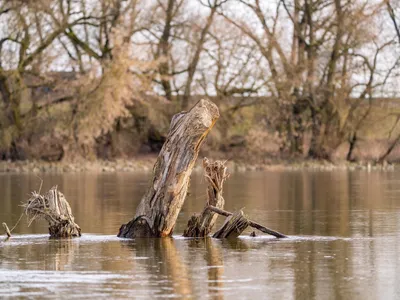 Eau : et si le bois mort aidait à lutter contre la sécheresse ?