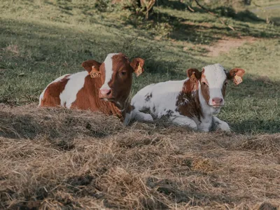 La ferrandaise, star du Salon de l'agriculture 2027