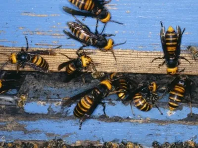 Frelon asiatique : le plan du gouvernement déjà jugé insuffisant