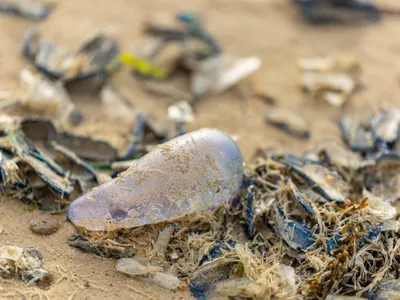 Les Sables-d’Olonne : baignade et sports nautiques interdits après...