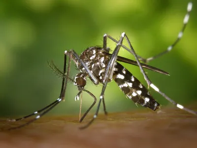 Chikungunya en France : une vingtaine de cas autochtones recensés...