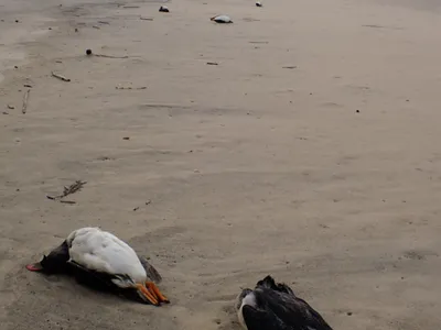 Macareux moines : des échouages massifs frappent les côtes françaises