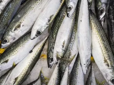 Maquereau : l’Union Européenne assouplit les quotas malgré l’alerte...