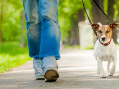 Garde d'animaux pour les vacances d'été : le grand casse-tête des...