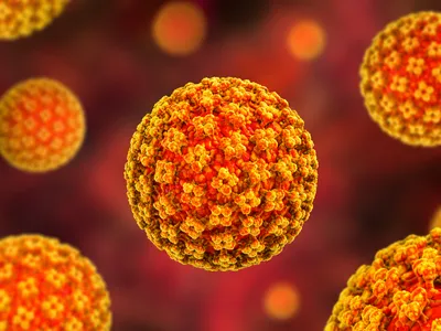 Hantavirus : ce virus rare transmis par les rongeurs qui inquiète...
