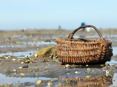 Grandes marées d’équinoxe : prudence recommandée pour la pêche à pied