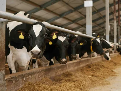 Investir dans des vaches, le placement insolite qui séduit les...