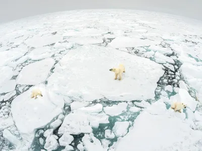 Banquise arctique : un record de fonte qui alerte sur une...