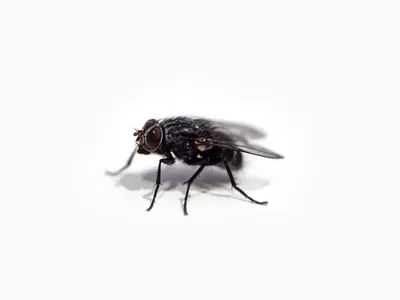 Mouches : les 5 réflexes à adopter pour éviter l'invasion cet été...