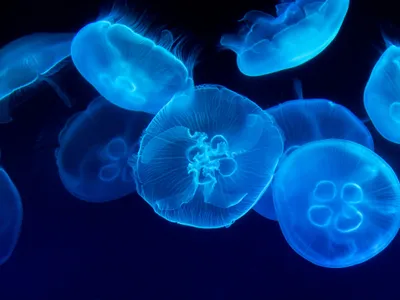 Que faire en cas de piqûres de méduses ?