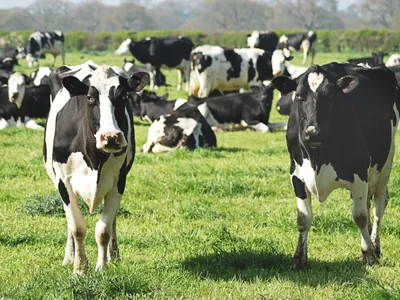 Agriculture : un plan de soutien proposé par l'Ille-et-Vilaine face...