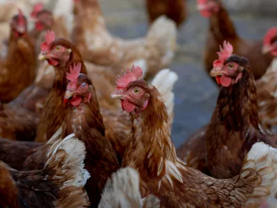 Grippe aviaire : la France abaisse son niveau d'alerte sur tout le...