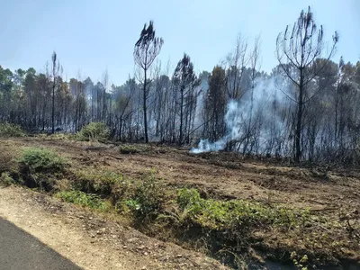 Sarthe : plusieurs dizaines d'hectares de forêt détruits ce lundi 