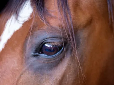 Le Jumping international de Caen fait son retour en 2027