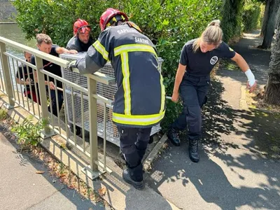 Au Mans, les pompiers repêchent un chien dans la Sarthe