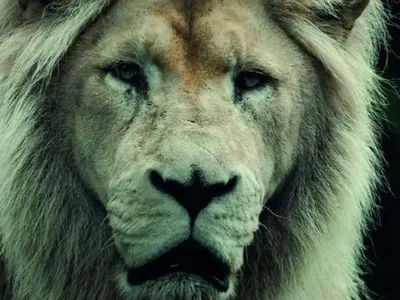 Zoo de Jurques : le lion blanc Bamako est mort