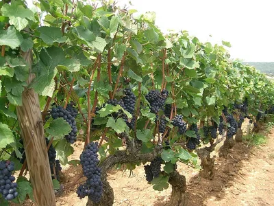 Des vendanges précoces pour les vins du Berry