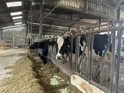Sans collecteur de lait, des éleveurs de l'ouest pourraient arrêter...