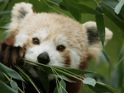Gagnez votre pass famille pour le Zoo de Cerza !