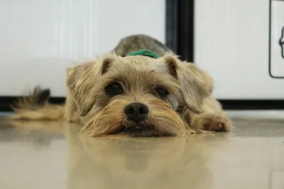 Les abandons d’animaux en hausse au Cantal