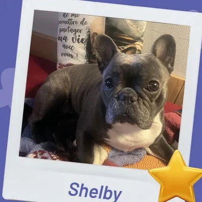 Et si votre chien devenait "la star de Thionville" ?