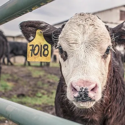 Une centaine d'animaux saisis dans une ferme de Meurthe et Moselle