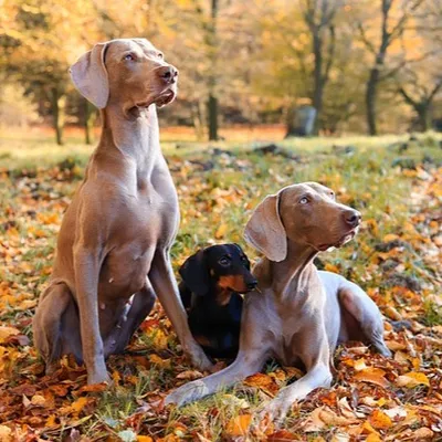 Un événement 100% dédié aux chiens, arrive à Metz !