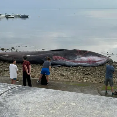 Ile de Ré : une baleine s’échoue et meurt sur la plage de Rivedoux