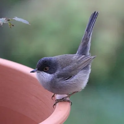 Comptage national des oiseaux : comment y participer ? 