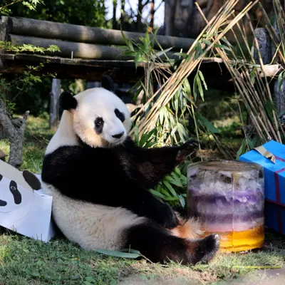 Les jumelles pandas du ZooParc de Beauval ont soufflé leur 5ème...
