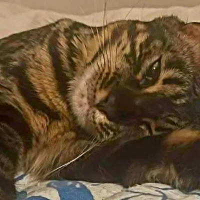 Elle retrouve sa chatte empalée sur un piquet