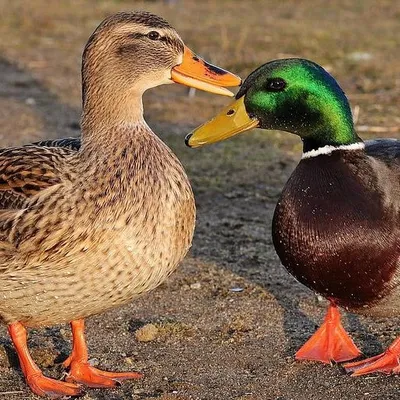 La grippe aviaire se propage en Vendée