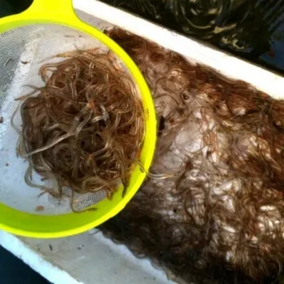 Trafic de civelles en Vendée et Charente-Maritime : des pêcheurs...