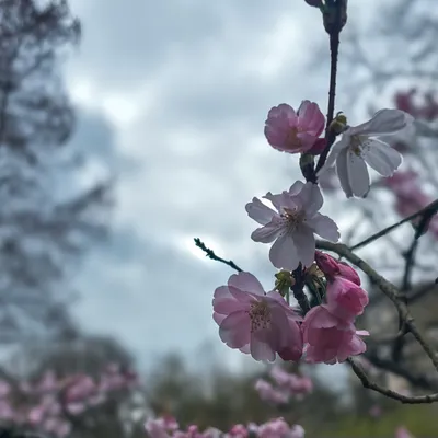 Maine-et-Loire : les cerisiers en fleurs lancent la saison au Parc...