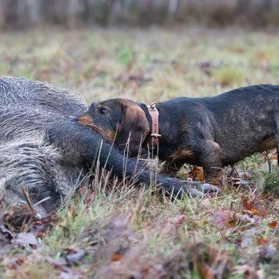 Un chien de chasse probablement contaminé par la maladie d’Aujeszky...
