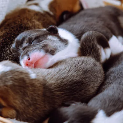Vendre un chiot en animalerie peut coûter très cher